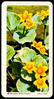 61BBWFNA 19 Marsh Marigold.jpg